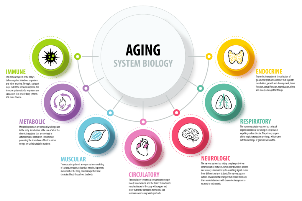 Infographic Aging System Biology