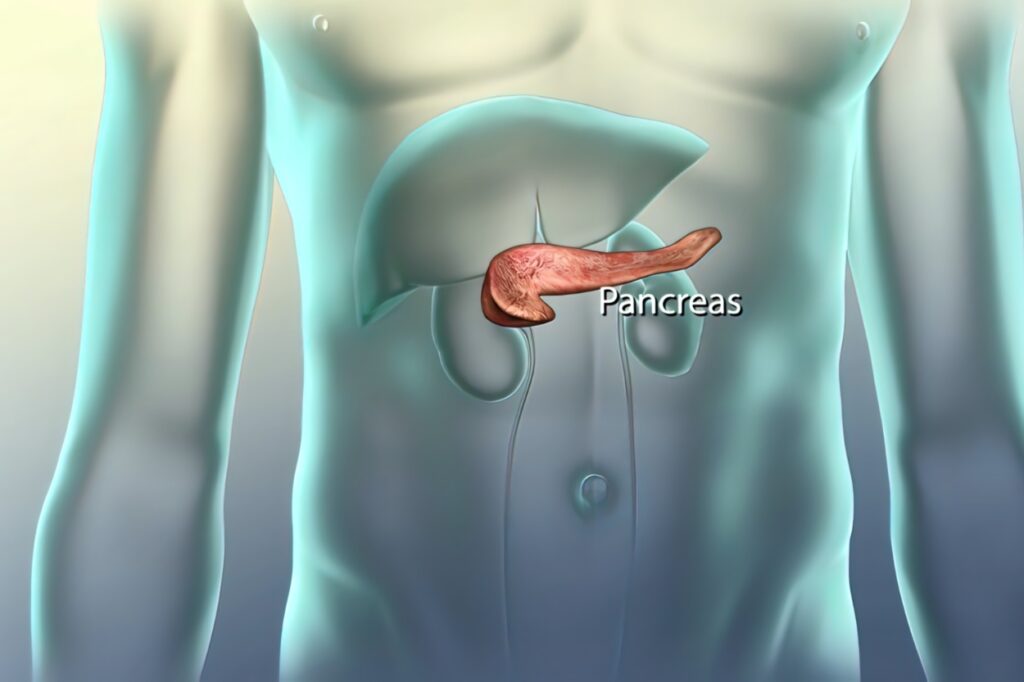 pancreas location in body. Pancreatic cancer would appear here.